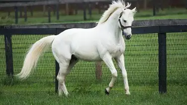 Hijo de Tapit de $1.200.000 debuta esta semana en Belmont At The Big A Hijo de Tapit de $1.200.000 debuta esta semana en Belmont At The Big A