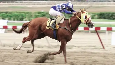 Importante Stud regresa a la Rinconada luego de varios años Importante Stud regresa a la Rinconada luego de varios años