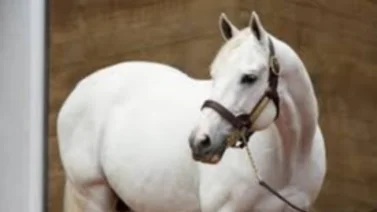 Nieta de Tapit que costó $700.000 debuta este viernes en Churchill Downs