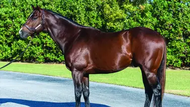 Conoce el precio millonario que costó el papá de la potra importada que debuta en La Rinconada Conoce el precio millonario que costó el papá de la potra importada que debuta en La Rinconada