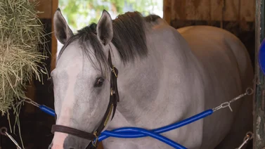 Por esta razón White Abarrio no correrá la Breeders´Cup Classic de 2024