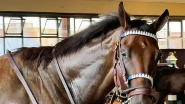 Thorpedo Anna ganó el Cotillion Stakes de $1.000.000 Thorpedo Anna ganó el Cotillion Stakes de $1.000.000