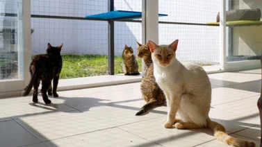 Michigan: La Ciudad de los Gatos en CDMX para adoptar a un gato