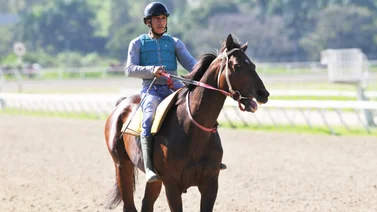 Caballo argentino hace su estreno este domingo en La Rinconada
