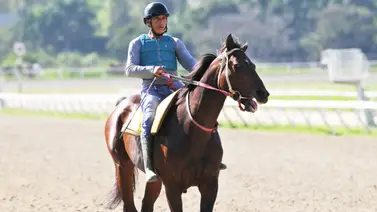 Caballo argentino hace su estreno este domingo en La Rinconada Caballo argentino hace su estreno este domingo en La Rinconada