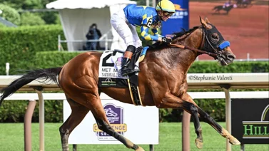National Treasure, Senor Buscador y Muth se enfrentan esta semana por $1.000.000