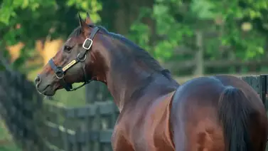 Hija de Into Mischief de $1.350.000 debuta esta semana en Estados Unidos Hija de Into Mischief de $1.350.000 debuta esta semana en Estados Unidos