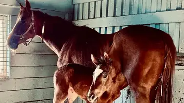 Hijo de Curlin en la madre de California Chrome debuta en Estados Unidos Hijo de Curlin en la madre de California Chrome debuta en Estados Unidos