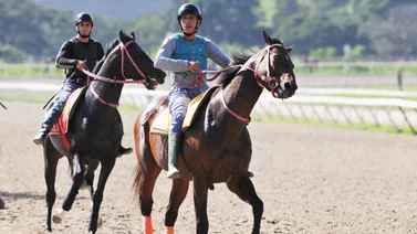 Conoce hace cuánto tiempo no corría un caballo importado en una prueba no selectiva en La Rinconada