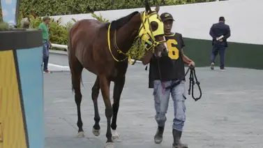 Retirado este ejemplar que estaba inscrito para participar en la sexta válida del 5y6 en La Rinconada Retirado este ejemplar que estaba inscrito para participar en la sexta válida del 5y6 en La Rinconada