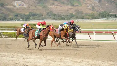 Caballo que tiene mucho chance de ganar reaparece después de 77 días sin correr Caballo que tiene mucho chance de ganar reaparece después de 77 días sin correr