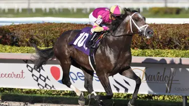 Retirado ganador de Stakes hijo de Tapit para convertirlo en semental Retirado ganador de Stakes hijo de Tapit para convertirlo en semental