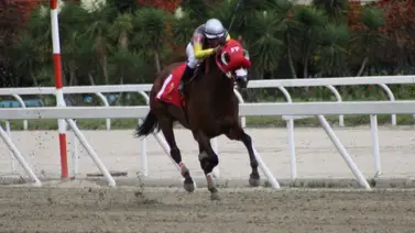 Ojo con este debut: El hijo de la ganadora clásica Luna Santa corre por primera vez en La Rinconada Ojo con este debut: El hijo de la ganadora clásica Luna Santa corre por primera vez en La Rinconada
