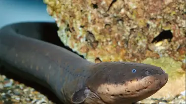 Anguilas eléctricas Electrophorus electricus, E. varii y E. voltai Anguilas eléctricas Electrophorus electricus, E. varii y E. voltai