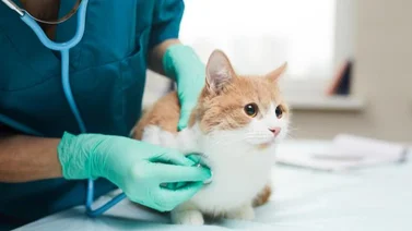 Misión Nevado despliega jornada de atención veterinaria ¿Cuándo y dónde?