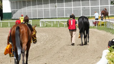 Último minuto: En la carrera para potrancas de la R34 se presenta una retirada