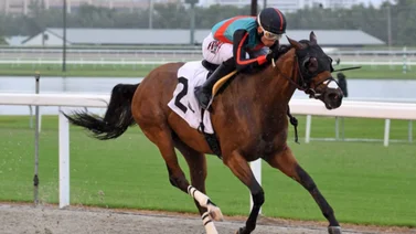 Sorpresa en el Sunshine Meet: Wilfred Vasquez se lleva una victoria de manera contundente en Gulfstream Park