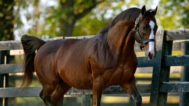 En la mira de todos: Esta será la cantidad de productos de Into Mischief que se subastarán en Keeneland