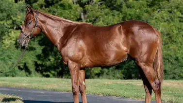 Medio hermano del semental Golden Pal fue vendido por $1.5 millones en las ventas de Keeneland Medio hermano del semental Golden Pal fue vendido por $1.5 millones en las ventas de Keeneland