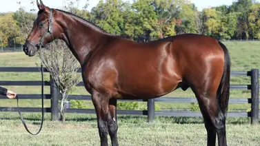 Hijo de Gun Runner fue la vedette del primer día por un valor de $3.300.000  Hijo de Gun Runner fue la vedette del primer día por un valor de $3.300.000