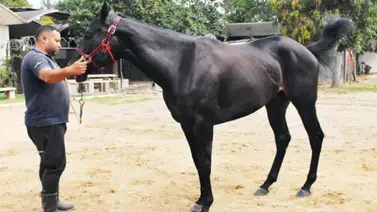 La yegua más esperada en La Rinconada debuta en la R35 La yegua más esperada en La Rinconada debuta en la R35