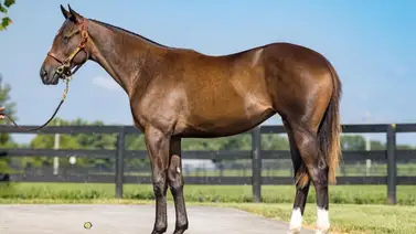 Hija de Not This Time fue la hembra más costosa por un valor de $2.000.000 Hija de Not This Time fue la hembra más costosa por un valor de $2.000.000