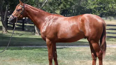 ¡Histórico! Nieto de Zenyatta alcanzó casí $1.000.000 en precio de venta  ¡Histórico! Nieto de Zenyatta alcanzó casí $1.000.000 en precio de venta