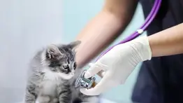 Misión Nevado activa jornada de atención veterinaria en esta zona de Caracas