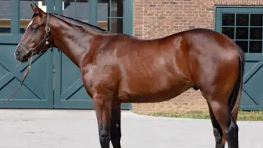 Hijo de Gun Runner hermano completo de un ganador del Preakness Stakes fue vendido por $2.200.000 Hijo de Gun Runner hermano completo de un ganador del Preakness Stakes fue vendido por $2.200.000