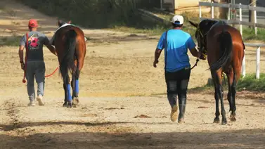 Atención la segunda carrera de la tarde queda con una nómina de ocho participantes en La Rinconada  Atención la segunda carrera de la tarde queda con una nómina de ocho participantes en La Rinconada