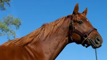 Gun Runner vendió 10 yearlings por $1 millón o más en dos días Gun Runner vendió 10 yearlings por $1 millón o más en dos días