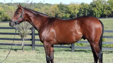 Bob Baffert se queda con el hijo de Gun Runner por $1,900,000 en la tercera sesión de Keeneland Bob Baffert se queda con el hijo de Gun Runner por $1,900,000 en la tercera sesión de Keeneland