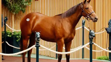Potra hija de Ghostzapper fue la más cara vendida por $1,175,000 este miércoles Potra hija de Ghostzapper fue la más cara vendida por $1,175,000 este miércoles