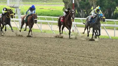 En el 5y6 hay una yegua que tiene el mejor ajuste de la semana de cara a la R35 En el 5y6 hay una yegua que tiene el mejor ajuste de la semana de cara a la R35