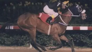 Emotivo reencuentro: Un entrenador y su yegua campeona se vuelven a ver Emotivo reencuentro: Un entrenador y su yegua campeona se vuelven a ver
