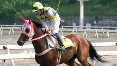 Haru Urara "la estrella brillante de los perdedores de todo el mundo", murió a la edad de 29 años Haru Urara "la estrella brillante de los perdedores de todo el mundo", murió a la edad de 29 años