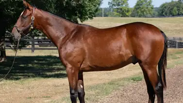 Hijo de Gun Runner que costó $1,550,000 fue el más valioso del cuarto día Hijo de Gun Runner que costó $1,550,000 fue el más valioso del cuarto día