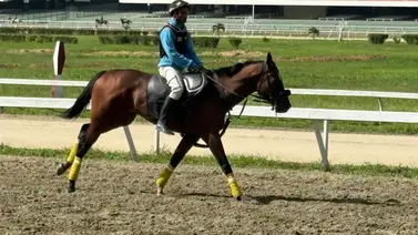 Aldry Siso recomienda no dejar por fuera del 5y6 a sus tres conducidos Aldry Siso recomienda no dejar por fuera del 5y6 a sus tres conducidos