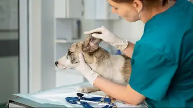 Misión Nevado anuncia jornada de atención veterinaria integral en Caracas (+Detalles)
