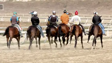 Bienvenidos: Ocho nuevos ejemplares importados llegaron este domingo a La Rinconada Bienvenidos: Ocho nuevos ejemplares importados llegaron este domingo a La Rinconada