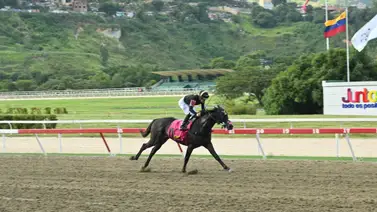 Star White: El nieto de Águila Negra busca extender su racha de triunfos selectivos en La Rinconada Star White: El nieto de Águila Negra busca extender su racha de triunfos selectivos en La Rinconada