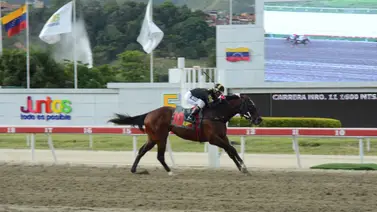 Clásico Jockey Club (GI) de La Rinconada: Special Element se prepara para consolidar su campaña con un nuevo triunfo