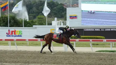 Clásico Jockey Club (GI) de La Rinconada: Special Element se prepara para consolidar su campaña con un nuevo triunfo Clásico Jockey Club (GI) de La Rinconada: Special Element se prepara para consolidar su campaña con un nuevo triunfo