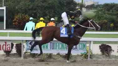 La Rinconada se prepara para recibir al hijo de un campeón: El vástago de Panzer Barcelona debuta con buenos trabajos La Rinconada se prepara para recibir al hijo de un campeón: El vástago de Panzer Barcelona debuta con buenos trabajos