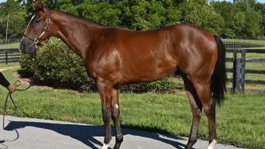 Hijo de Into Mischief que costó $2.000.000 fue el más costoso este fin de semana en Keeneland Hijo de Into Mischief que costó $2.000.000 fue el más costoso este fin de semana en Keeneland