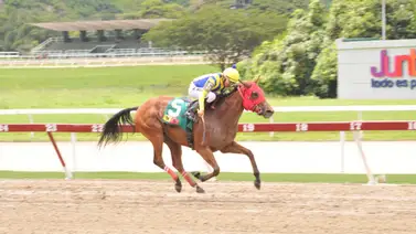El gran secreto del 5y6: El ojo avizor va con la yegua que nadie tiene en sus planes El gran secreto del 5y6: El ojo avizor va con la yegua que nadie tiene en sus planes