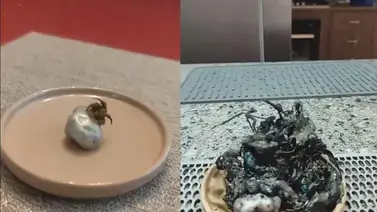 La extraña criatura de Panamá que comparan con Venom