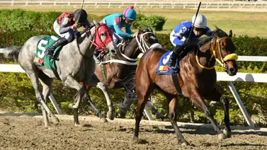 Atención: La yegua que muchos hablan es el robo de toda Venezuela para la carrera de los acumulados del 5y6 dominical Atención: La yegua que muchos hablan es el robo de toda Venezuela para la carrera de los acumulados del 5y6 dominical