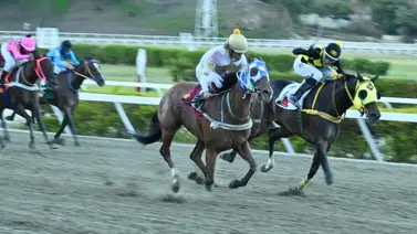 Conoce la yegua importada que logra uno de los mejores ajustes y estrena un implemento para el ciclo no válido de la R36 Conoce la yegua importada que logra uno de los mejores ajustes y estrena un implemento para el ciclo no válido de la R36