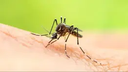 Hallaron en Venezuela un mosquitos que podría transmitir la malaria a humanos
